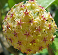 Mindorensis Yellow