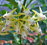 Multifora