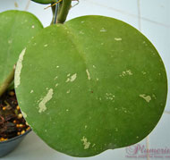 Obovata