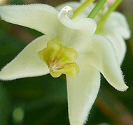 Odorata