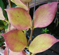 Pseudo Littoralis