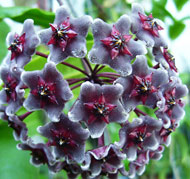 Pubicalyx "Dark red"