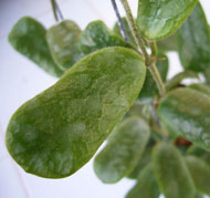 Square Leaves