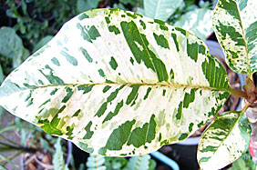 New Variegated Plumeria