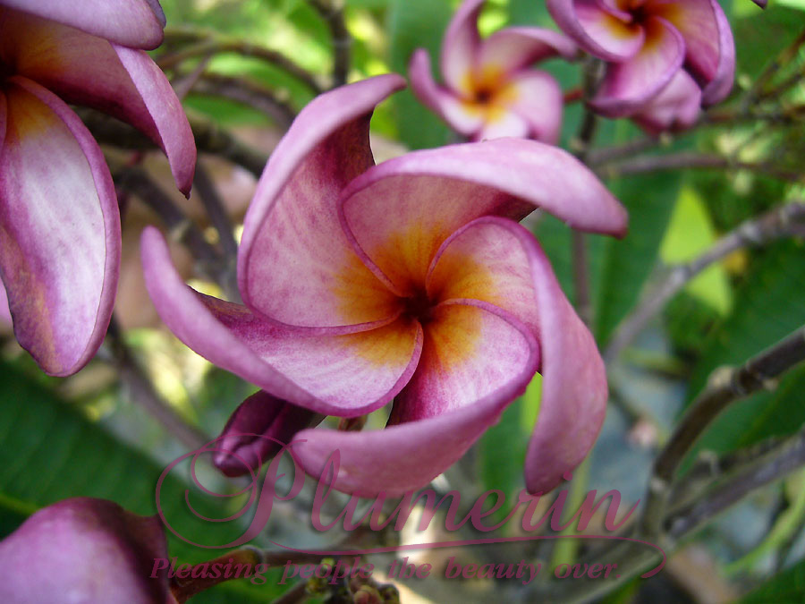 Violet Pink