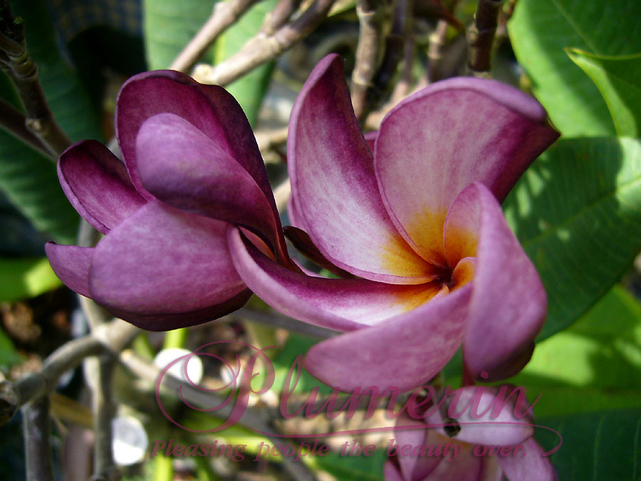 Violet Pink