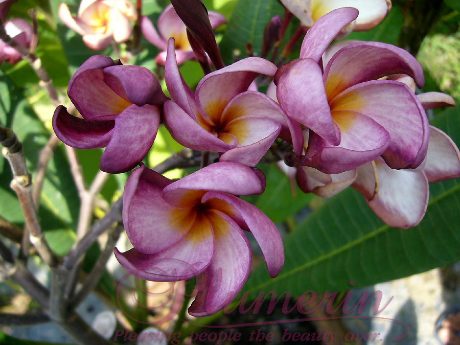 Violet Pink