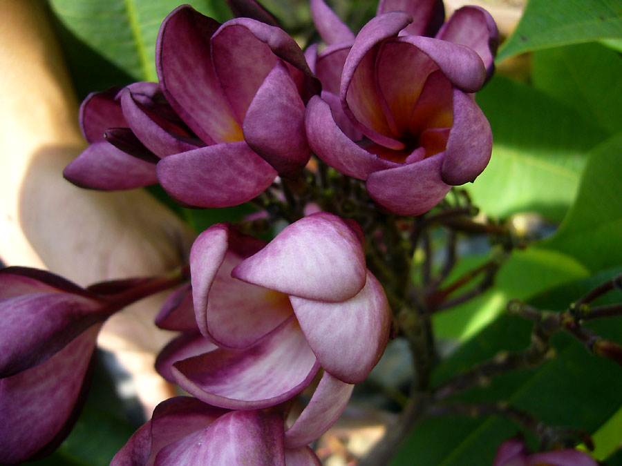 Violet Pink