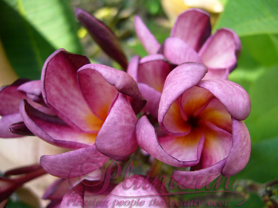 Violet Pink