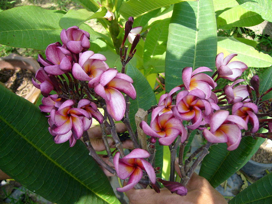 Violet Pink