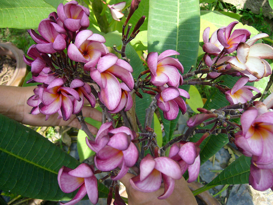 Violet Pink
