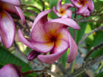 Violet Pink