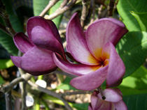 Violet Pink