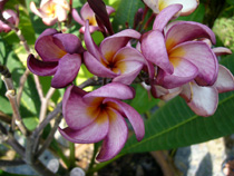 Violet Pink