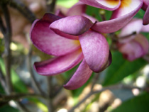 Violet Pink