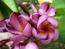 Violet Pink