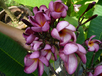 Violet Pink